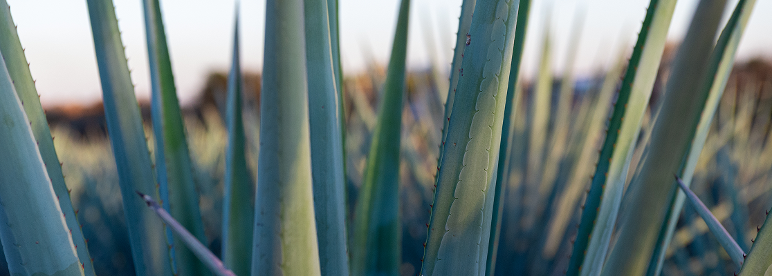 Agave azul y piñas